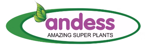 Andess
